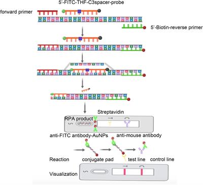 Establishment and application of a rapid molecular diagnostic platform for the isothermal visual amplification of group B Streptococcus based on recombinase polymerase